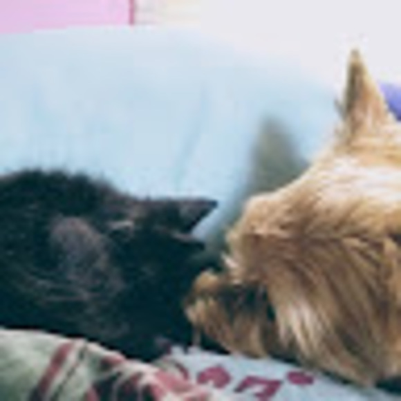 Meet your Posher, Khoi - Picture 1 of 1